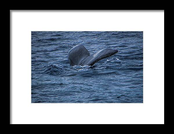 Hawaii Framed Print featuring the photograph Whale of a Tail by G Lamar Yancy
