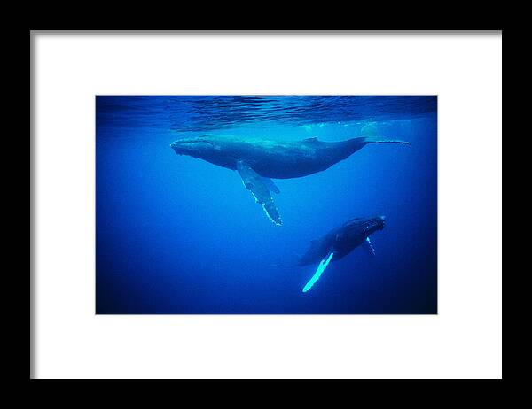 Underwater Framed Print featuring the photograph Whales Underwater by Digital Vision.