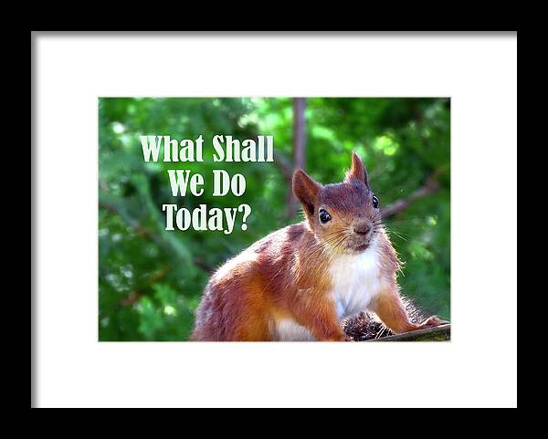 Squirrel Framed Print featuring the photograph What Shall We Do Today by Johanna Hurmerinta