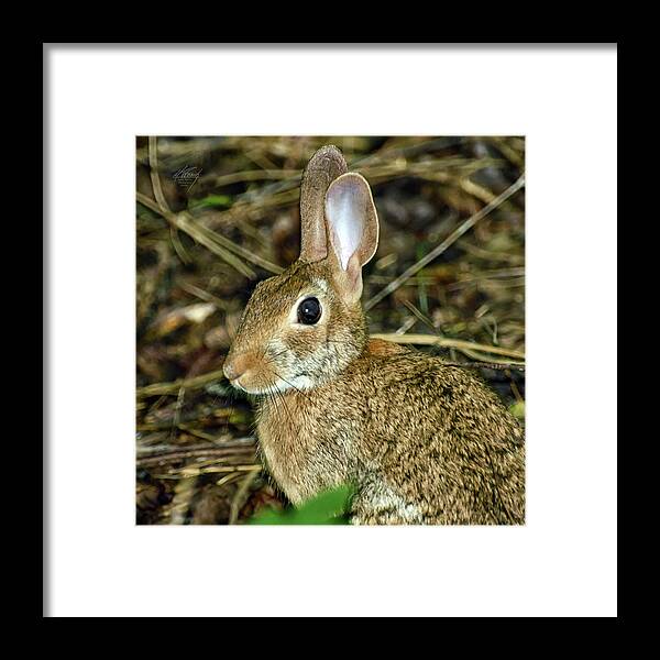 Wild Framed Print featuring the photograph What's Up Doc by Michael Frank