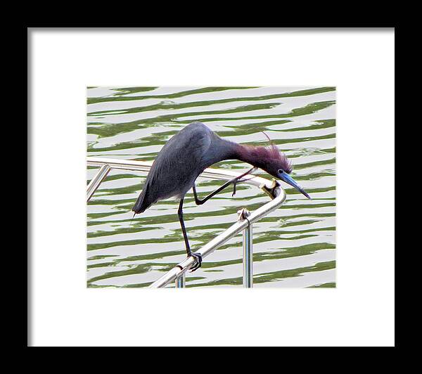 Birds Framed Print featuring the photograph Where's My Fish? by Karen Stansberry