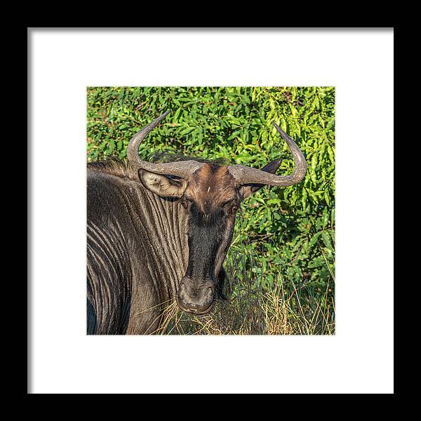 Wildebeest Framed Print featuring the photograph Whimsical Wildebeest by Douglas Wielfaert