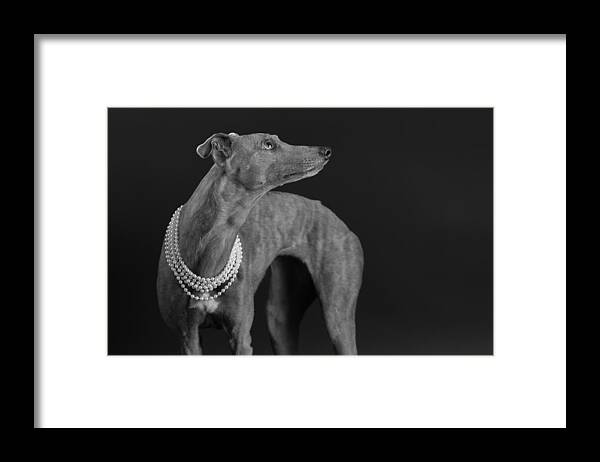 Sighthound Framed Print featuring the photograph Whippet Girl With The Pearl Necklace by Mieke Engelbos