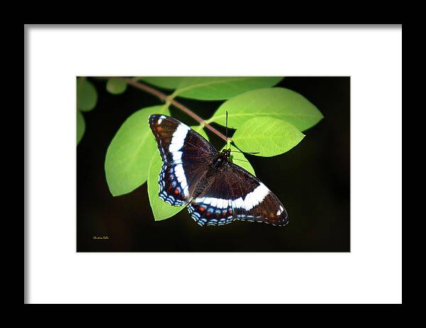Butterfly Framed Print featuring the photograph White Admiral Butterfly by Christina Rollo