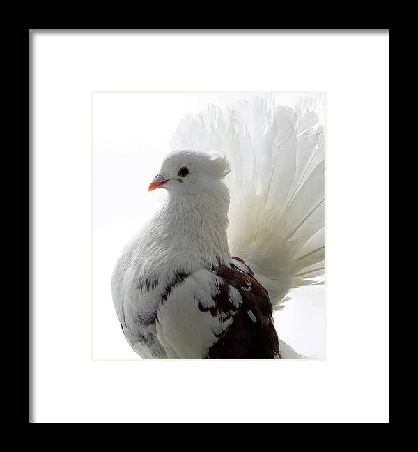 Pigeon Framed Print featuring the photograph White and Brown Indian Fantail Pigeon by Nathan Abbott