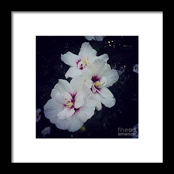 Morning Star Althea Framed Print featuring the photograph Flowers - White and Pink Hibiscus - Square by Frank J Casella