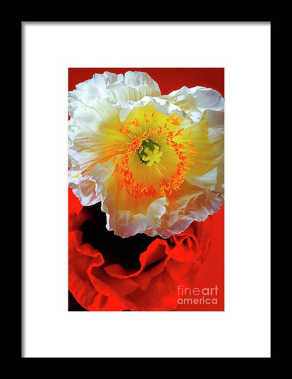 Poppies Framed Print featuring the photograph White And Red In Poppy World. by Alexander Vinogradov