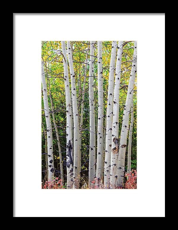 Aspen Trees Framed Print featuring the photograph White Bark Golden Forest by James BO Insogna