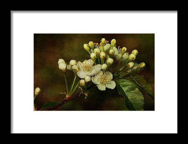 Floral Framed Print featuring the photograph White Blossoms by Cindi Ressler