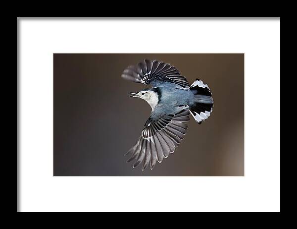 Nuthatch Framed Print featuring the photograph White-breasted nuthatch in flight by Mircea Costina Photography