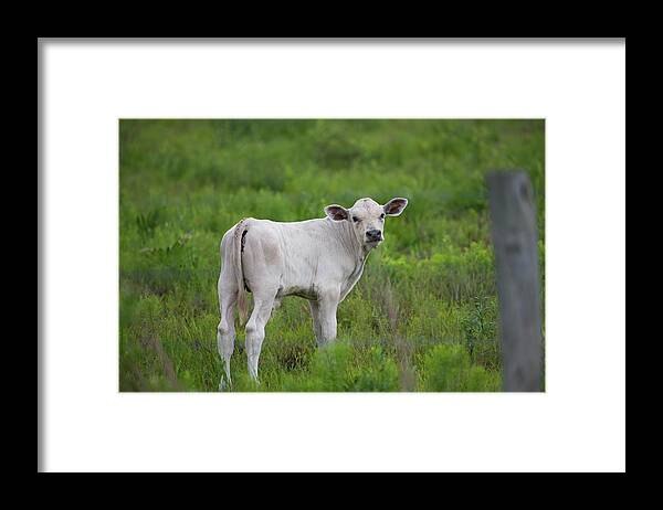 Animal Framed Print featuring the photograph White Calf Says Moove Along by T Lynn Dodsworth