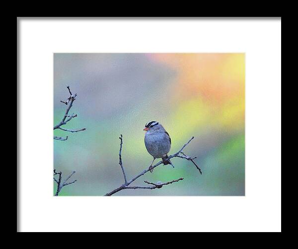 Bird Framed Print featuring the photograph White-crowned Sparrow - Adult 4 by Alan C Wade