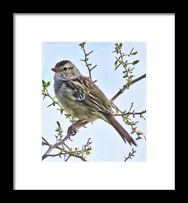 Affordable Framed Print featuring the photograph White-Crowned Sparrow on Creosote by Judy Kennedy