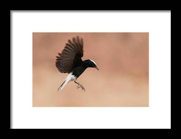 Eilat Framed Print featuring the photograph White Crowned Wheatear by Dorit Bar-zakay