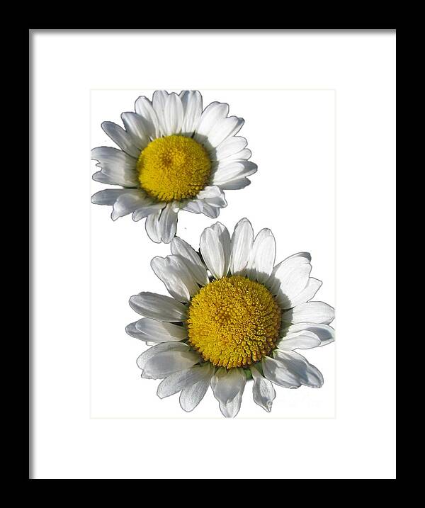 White Daisies Framed Print featuring the photograph White Daisies Flower Best for Shirts by Delynn Addams