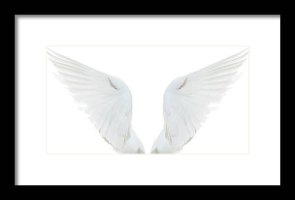 White Background Framed Print featuring the photograph White Dove Spread Wings by Proxyminder