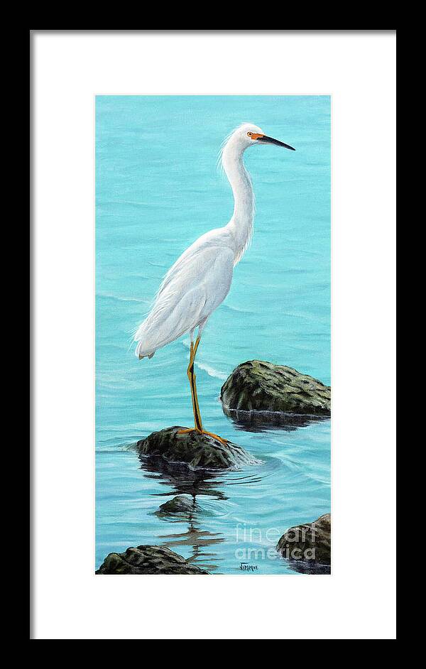 Snowy Egret Framed Print featuring the painting Snowy Egret on the Rocks by Jimmie Bartlett