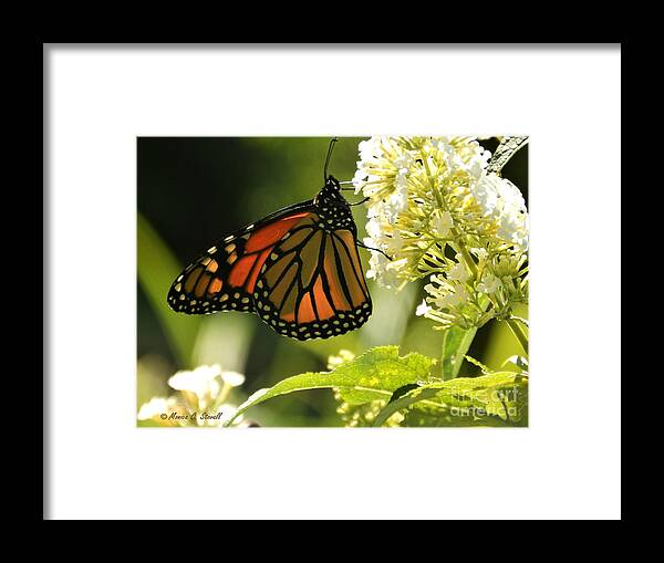 Butterfly Framed Print featuring the photograph White Flowers W12 by Monica C Stovall
