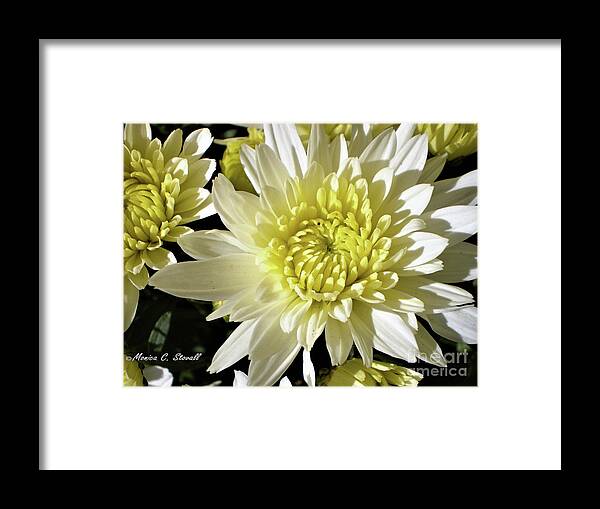 Dahlia Flower Framed Print featuring the photograph White Flowers W8 by Monica C Stovall