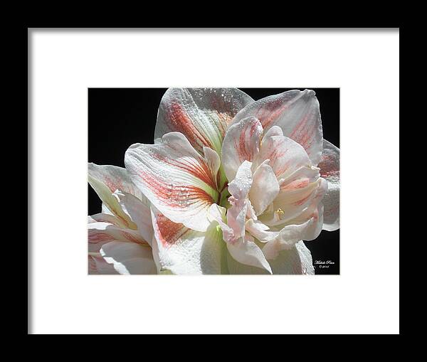 Flower Framed Print featuring the photograph White Glory by Michele Penn