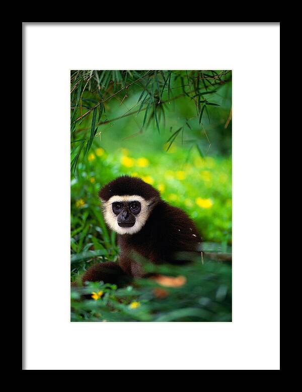 Animal Themes Framed Print featuring the photograph White-handed Gibbon Hylobateslar In by Art Wolfe