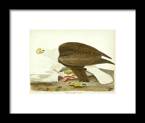Eagle Framed Print featuring the mixed media White-headed Eagle by Alexander Wilson