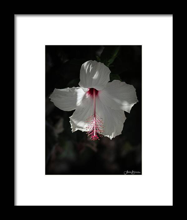 Hibiscus Framed Print featuring the photograph White Hibiscus by Aaron Burrows