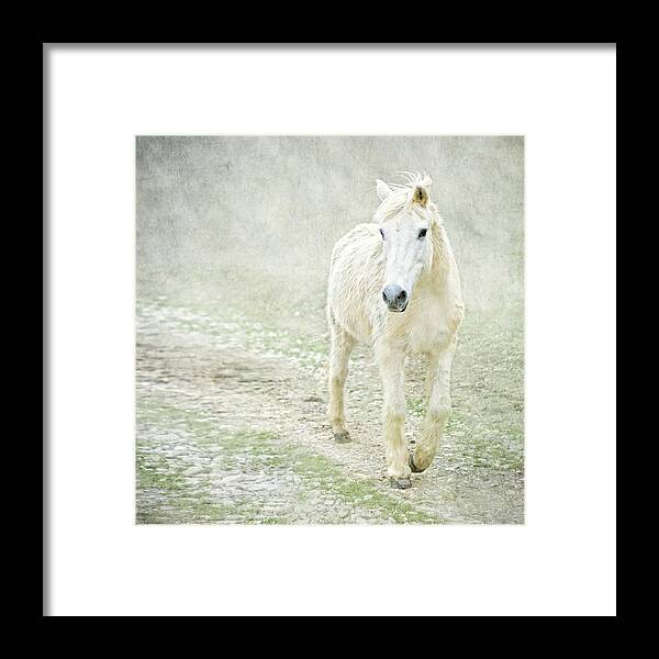 Horse Framed Print featuring the photograph White Horse Walking Along Stony Path by Christiana Stawski