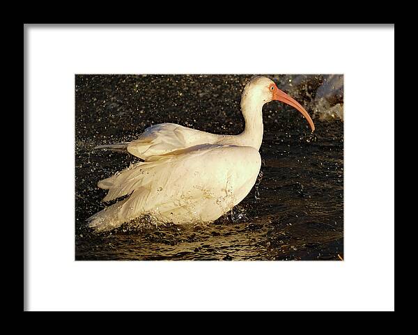 Birds Framed Print featuring the photograph White Ibis Taking a Bath by Margaret Zabor