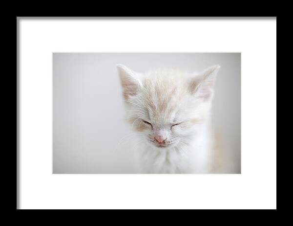Pets Framed Print featuring the photograph White Kitten Sleeping by C.o.t/a.collectionrf