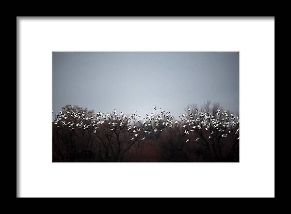 Geese/fly/misty/morning/wildlife/mood Framed Print featuring the photograph White Leaves by Hao Jiang