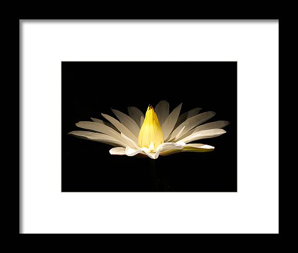 Richard Reeve Framed Print featuring the photograph White Lily at Night by Richard Reeve