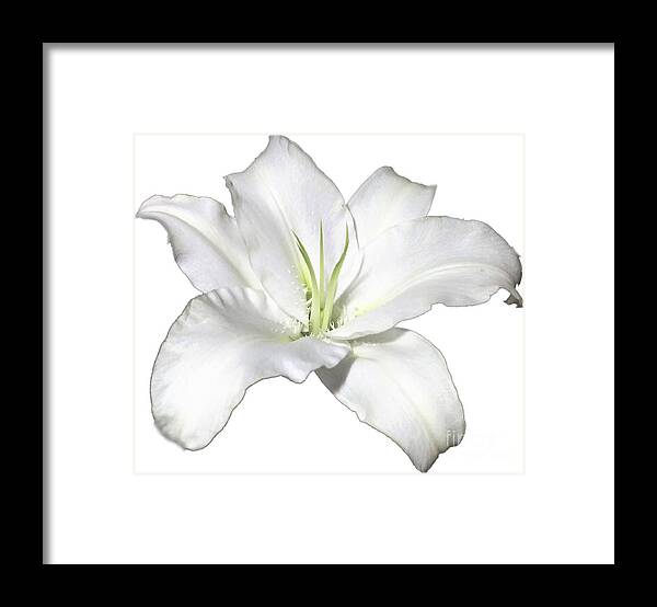 White Framed Print featuring the photograph White Lily Flower Designs for Shirts by Delynn Addams