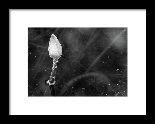 Lotus Framed Print featuring the photograph White Lotus Bud by Mary Anne Delgado