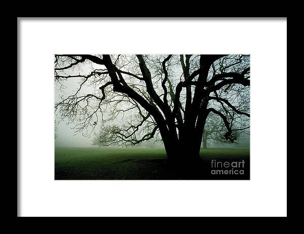 Fog Framed Print featuring the photograph White Oak in Fog by Rich Collins