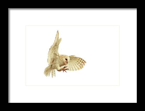 White Background Framed Print featuring the photograph White On White by Alex Thomson Photography