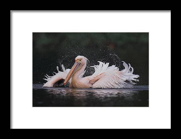 Pelican Framed Print featuring the photograph White Pelican by C.s.tjandra
