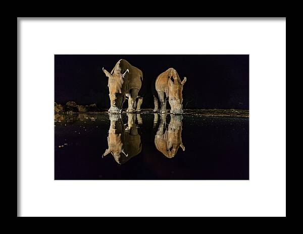 White Rhino Framed Print featuring the photograph White Rhinos by Ning Lin