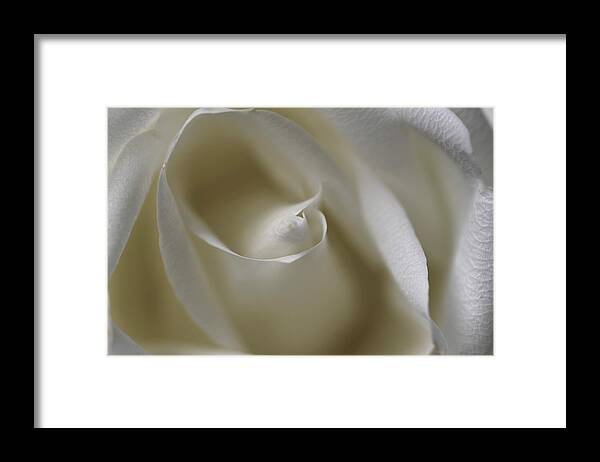 Pristine Framed Print featuring the photograph White rose swirl by Lynn Hunt