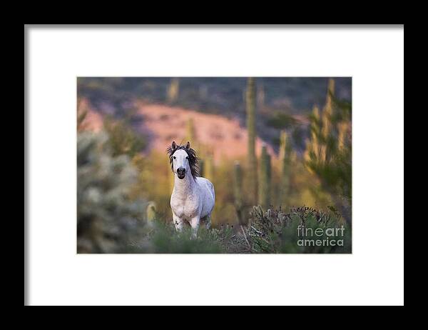 Stallion Framed Print featuring the photograph White Stallion by Shannon Hastings