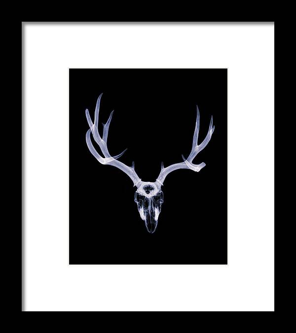 Kansas Framed Print featuring the photograph White-tailed Deer x-ray 004 by Rob Graham