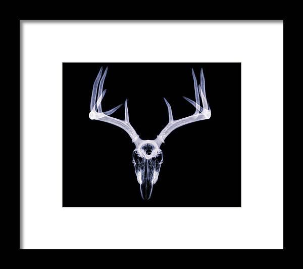 Kansas Framed Print featuring the photograph White-tailed Deer x-ray 011 by Rob Graham