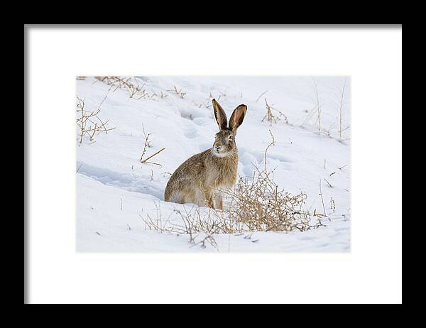Rabbit Framed Print featuring the photograph White Tailed Jackrabbit in the Snow by Tony Hake