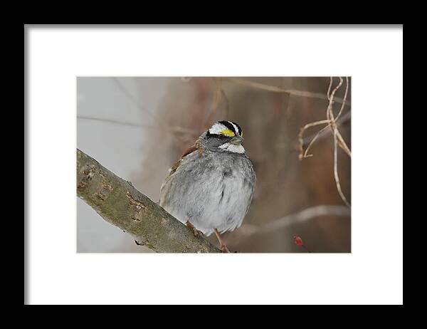 Sparrow Framed Print featuring the photograph White-throated Sparrow 2 by Ann Bridges