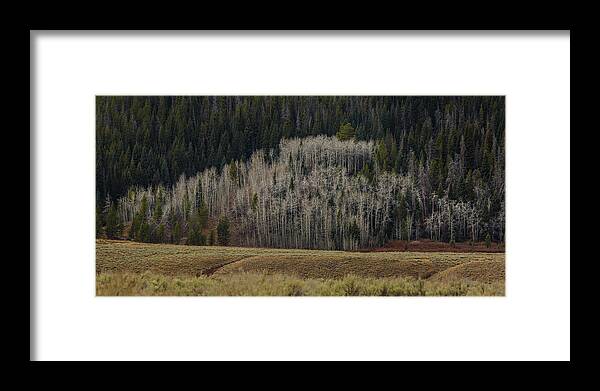 Trees Framed Print featuring the photograph White aspen trees, Wyoming by Julieta Belmont
