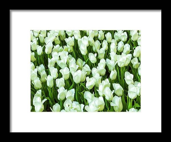 White Tulips On Green Framed Print featuring the photograph White Tulips on Green by Bonnie Follett