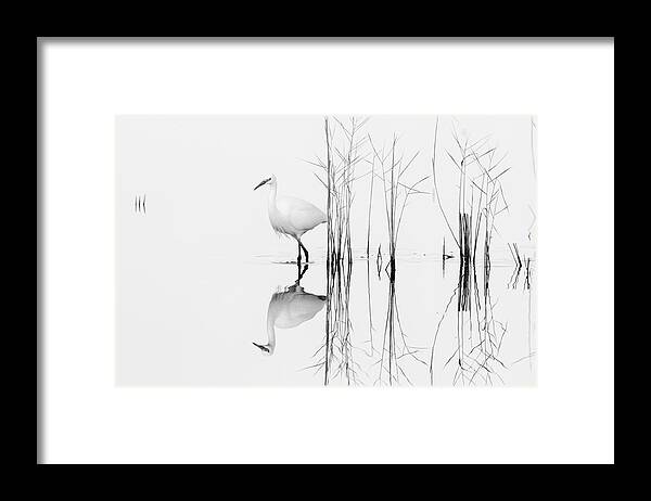 White Framed Print featuring the photograph White by Zhecho Planinski /
