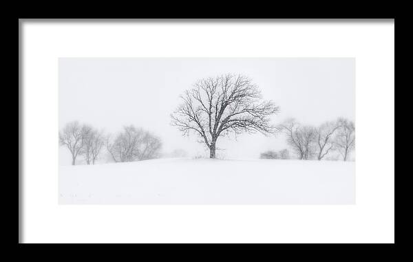 Snow White Blizzard Blowing White Tree Lone Symmetry Panorama Balance B&w Black And White Grey Cold Winter Wi Wisconsin Stoughton Madison Framed Print featuring the photograph Whiteout - Tree in a prairie blizzard by Peter Herman