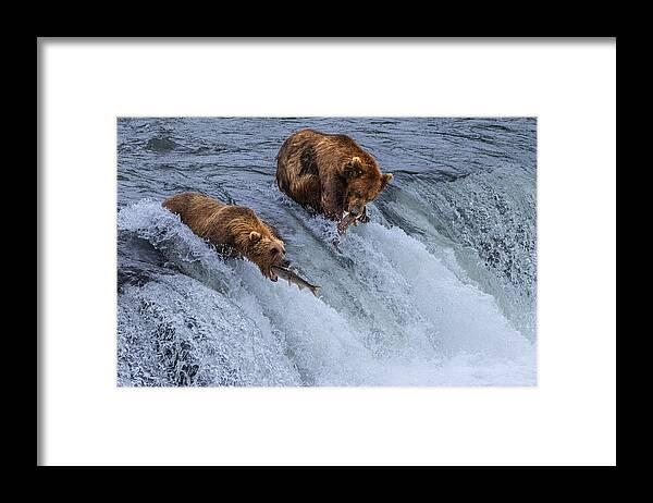 Brown Bears Framed Print featuring the photograph Who Will Survive, Salmon Running Into Bear\'s Mouth by Joy Pingwei Pan