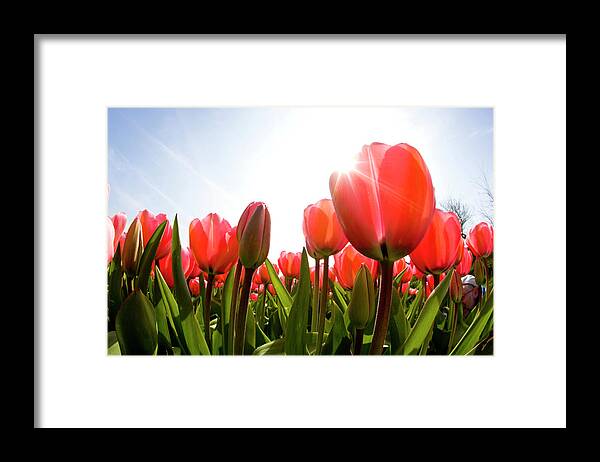 Netherlands Framed Print featuring the photograph Wide Angle View Of Red Tulip Field by Darrell Gulin